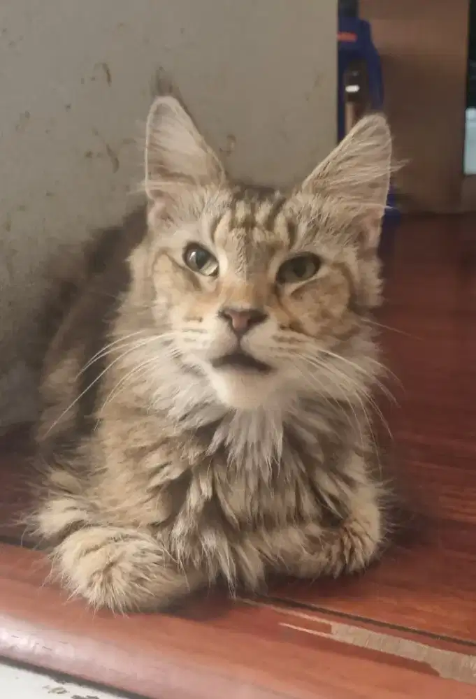 Kucing Mainecoon Pedigree