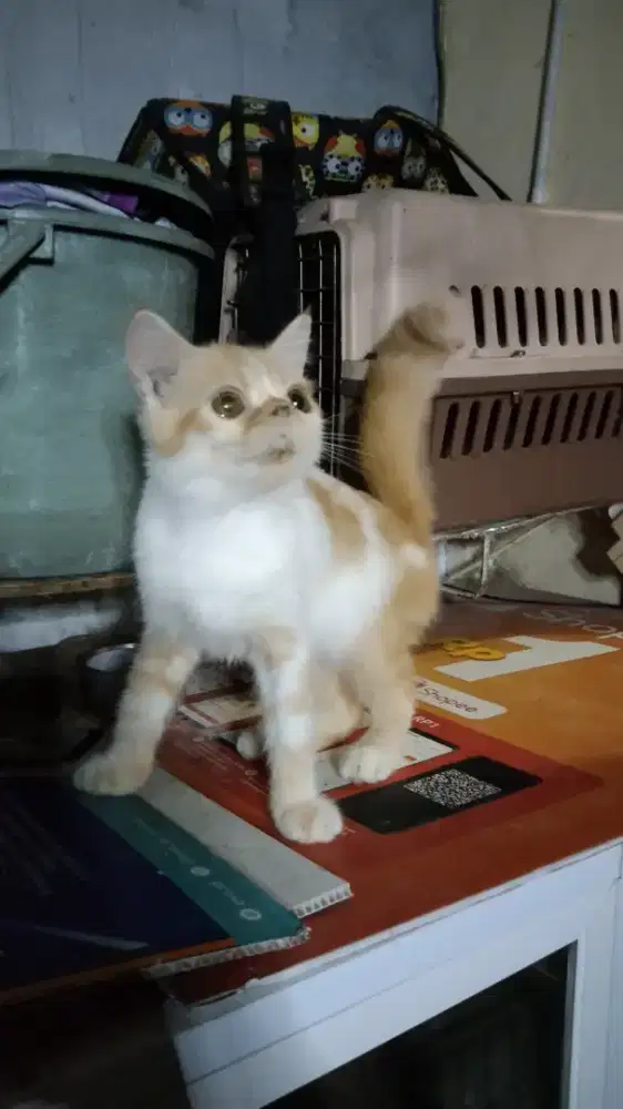 Kitten Persia Flatnose Jantan