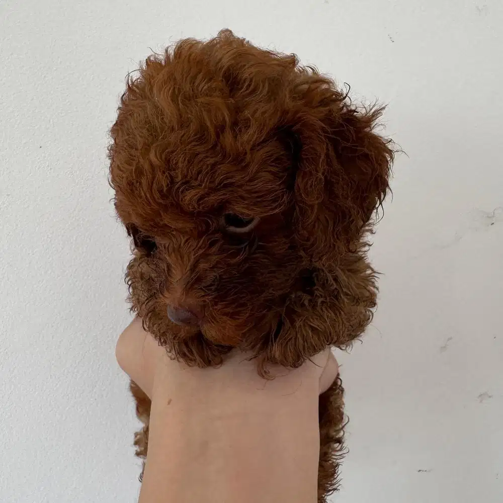 Jual Toy Poodle Baby BSD Stambum - Red / Fawn & Black Fawn