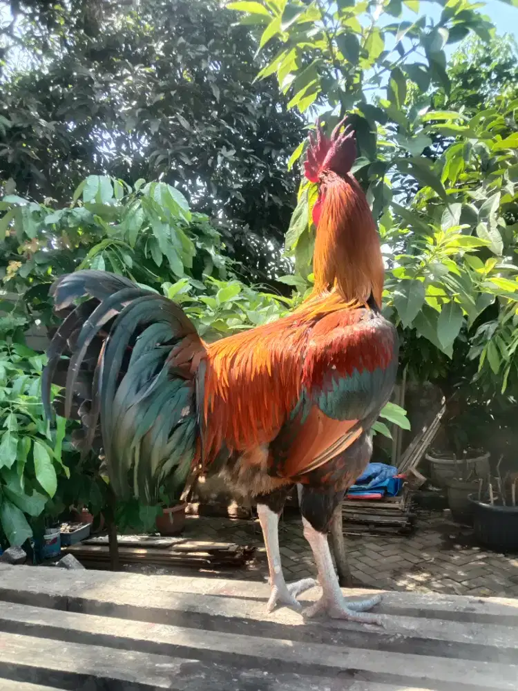 Ayam Pelung Jumbo