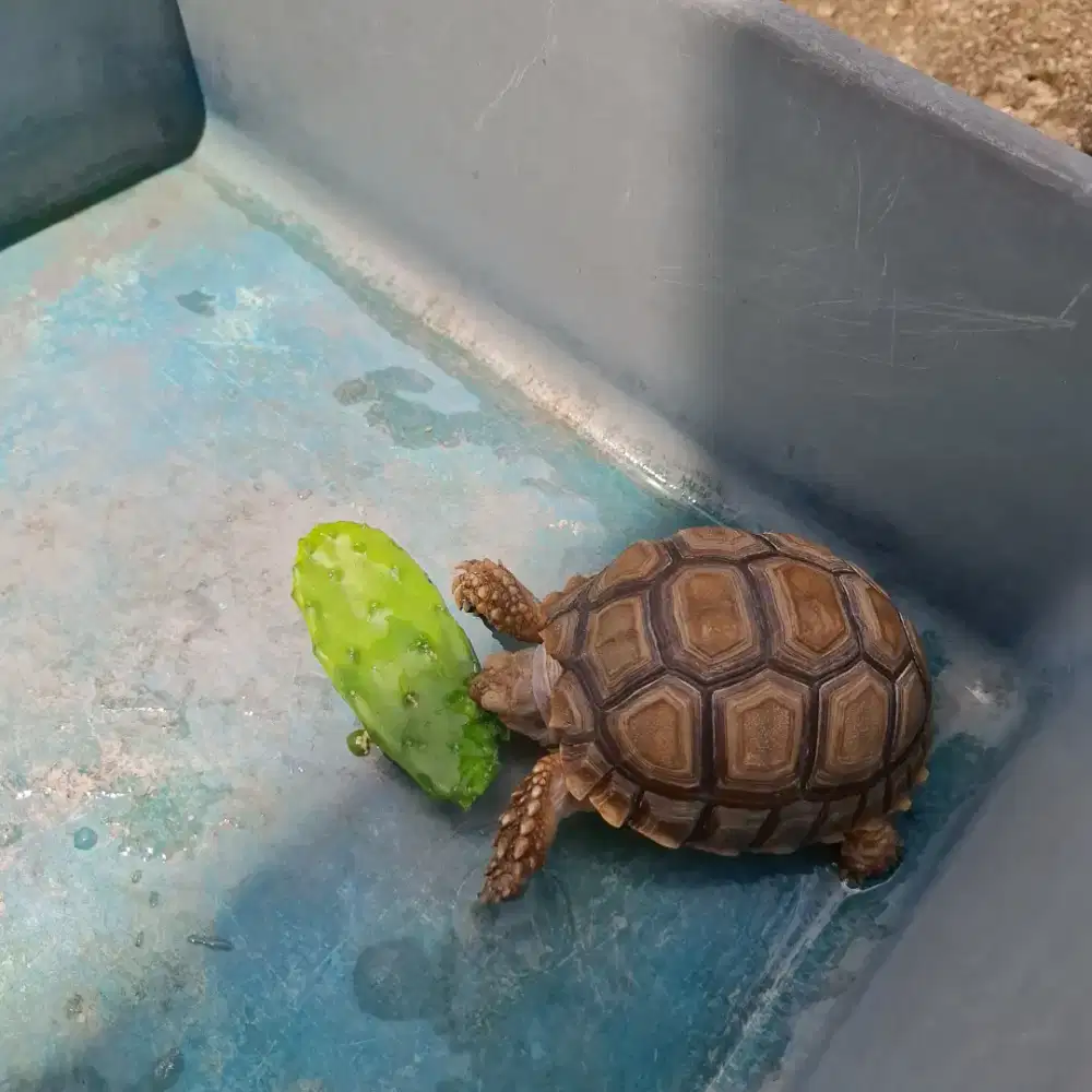 Sulcata size 8-9Cm