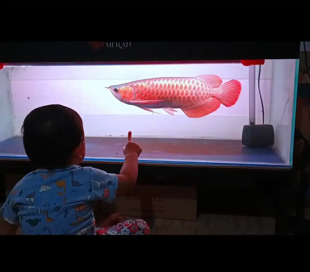 Arwana Super Red 48cm