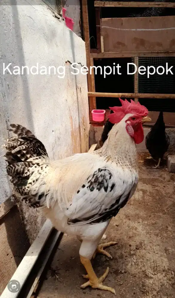 Ayam garuda usia 7bln up