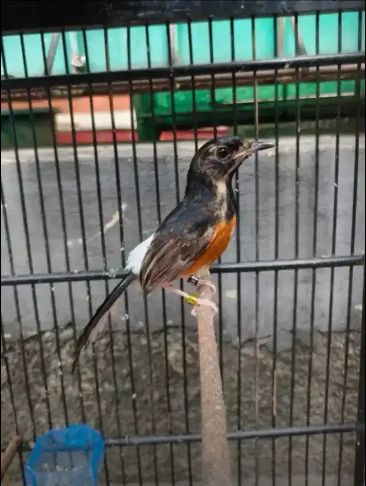 MURAI MEDAN 100% JANTAN MUTASI RING APBN