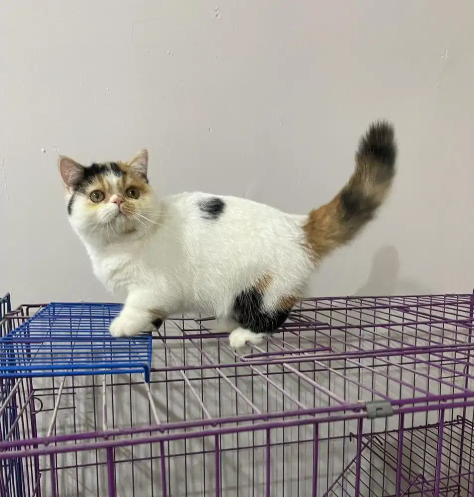 Munchkin betina 4 bulan minuet