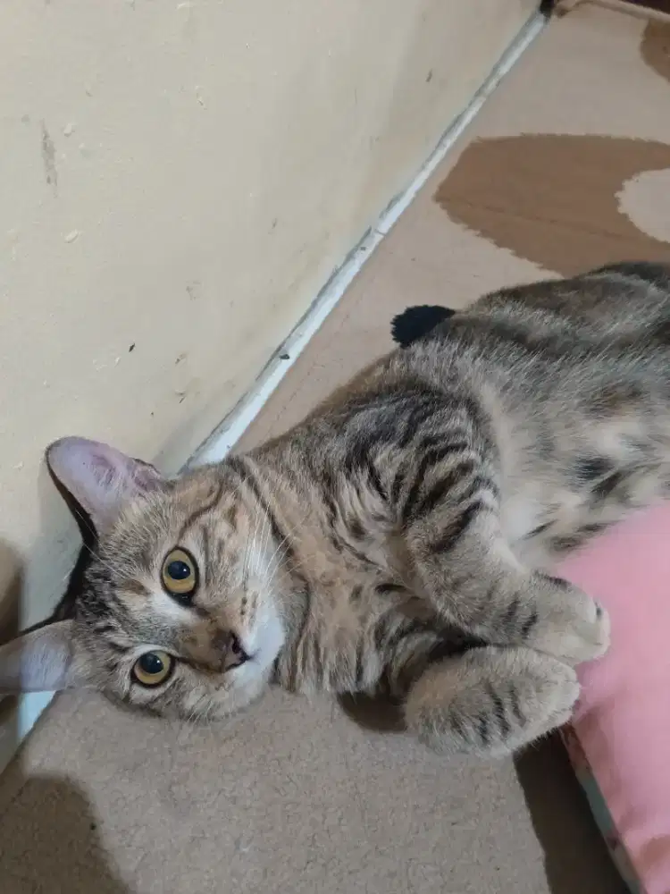 Lepas adopt Kucing domestik jinak