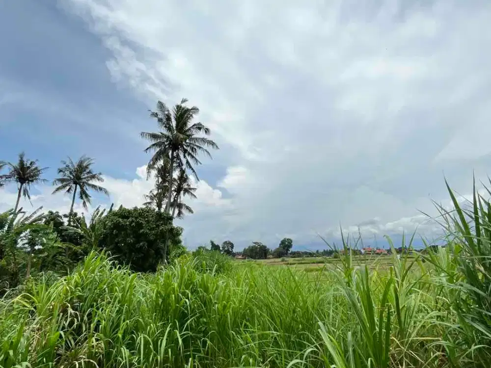 Disewakan Tanah 23 Are Lodtunduh, Ubud