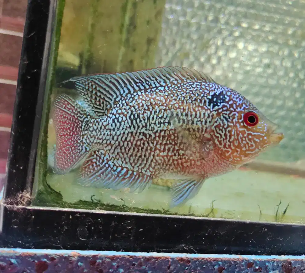 jual lohan murah prediksi betina 10cm ikan lohan cencu female louhan