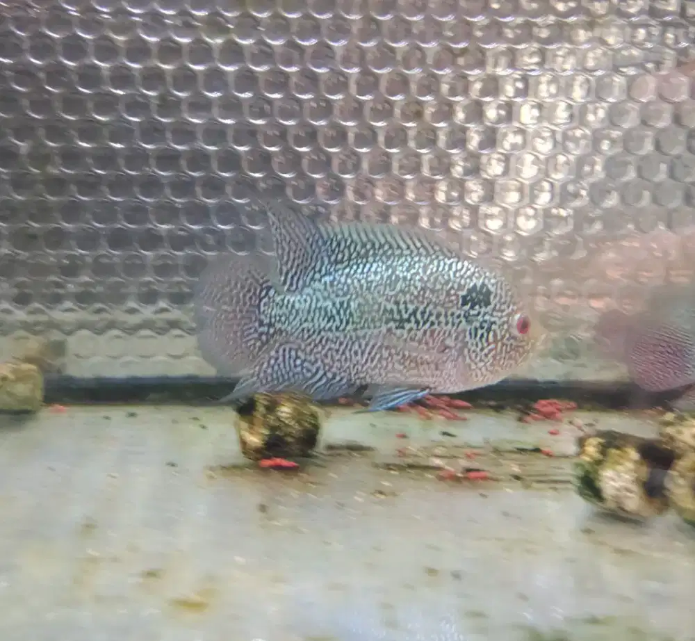 jual lohan murah prediksi jantan 10cm ikan lohan cencu louhan