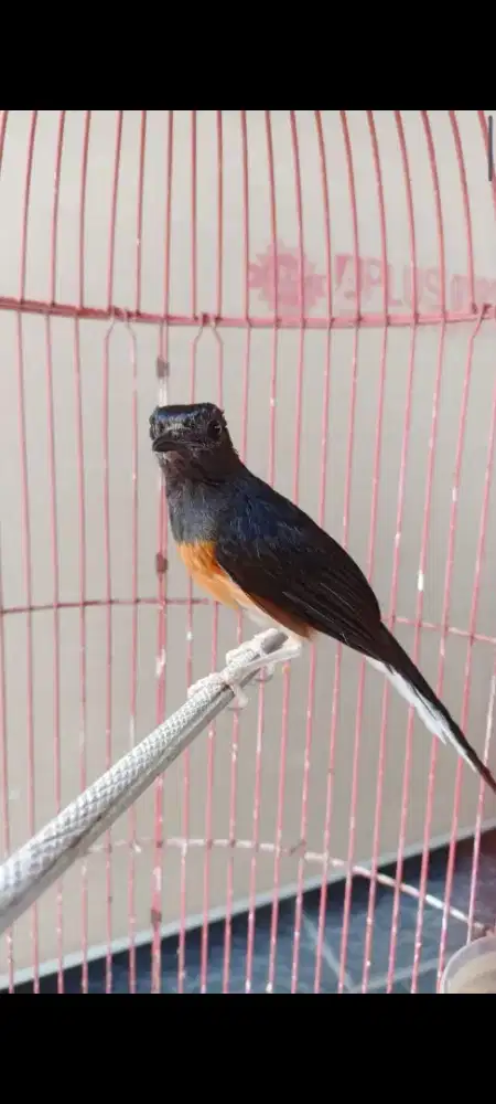 Murai betina body big