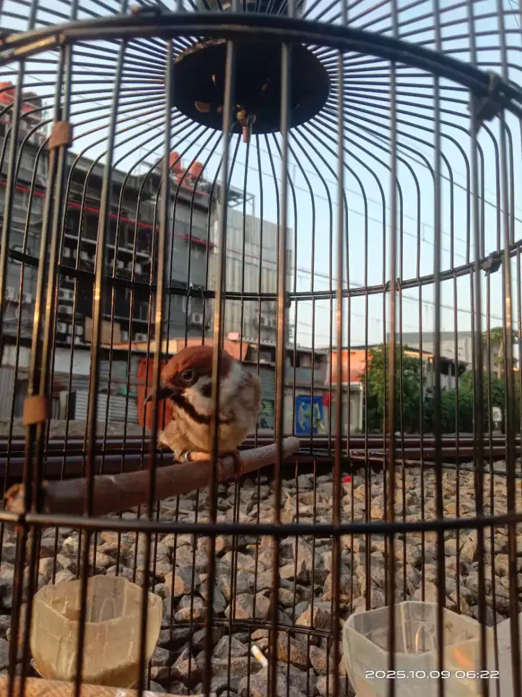 Burung Gereja Tarung