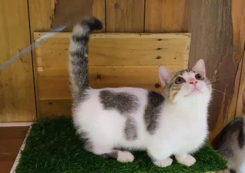 Kucing kitten munchkin bsh jantan