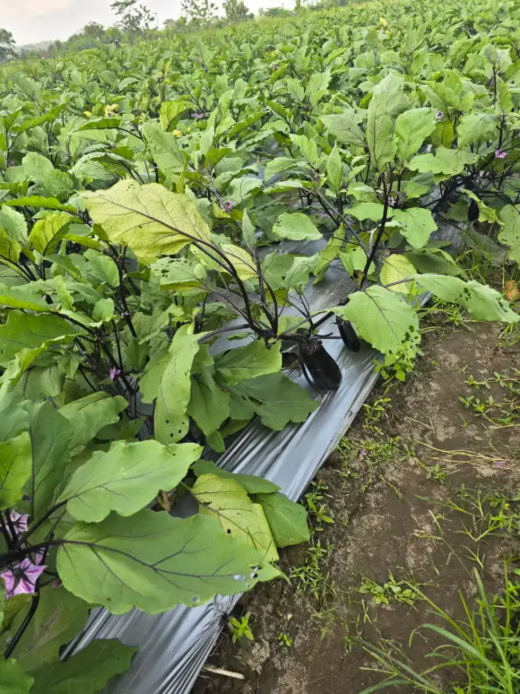 Dicari segera penggarap kebun pertanian