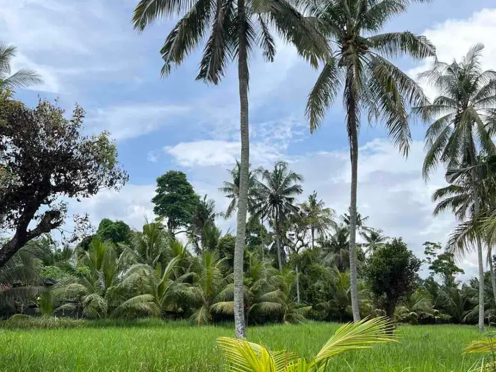 Disewakan Tanah 58.6 Are Lodtunduh, Ubud