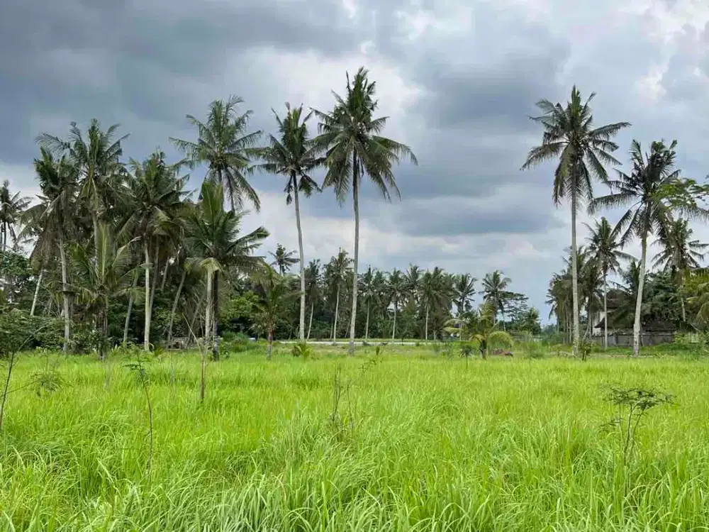 Dijual Tanah 35.5 Are Lodtunduh, Ubud