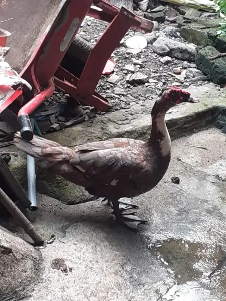 Bebek sepasang rambon