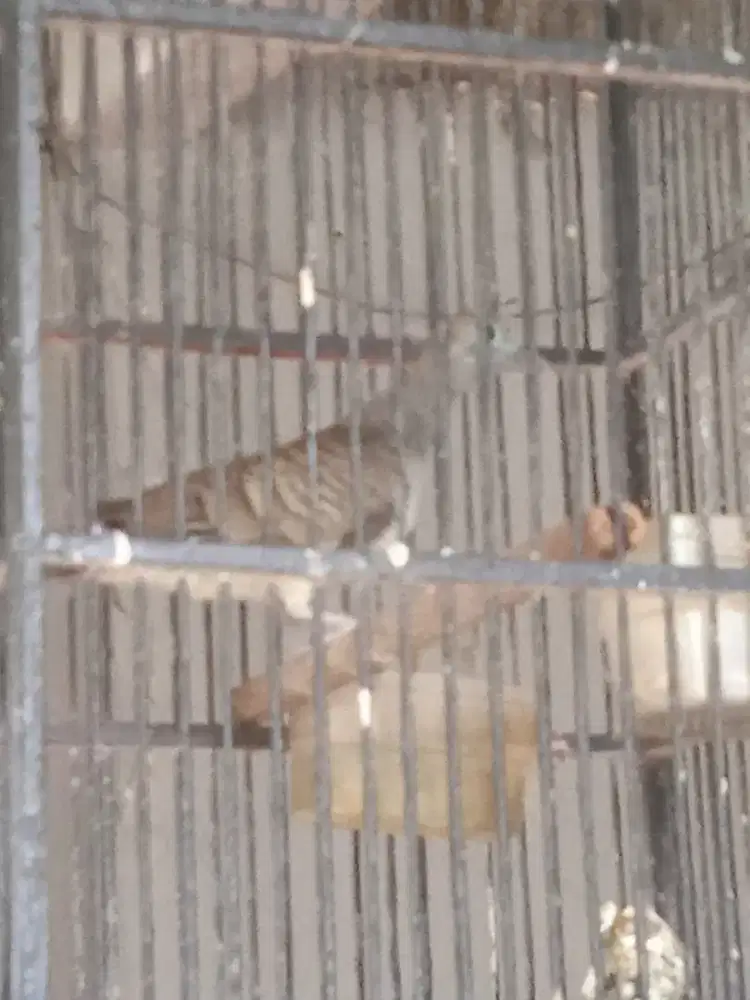 Jual Cepat Burung Perkutut