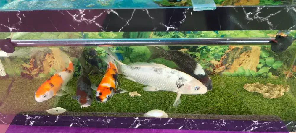 Di jual ikan koi