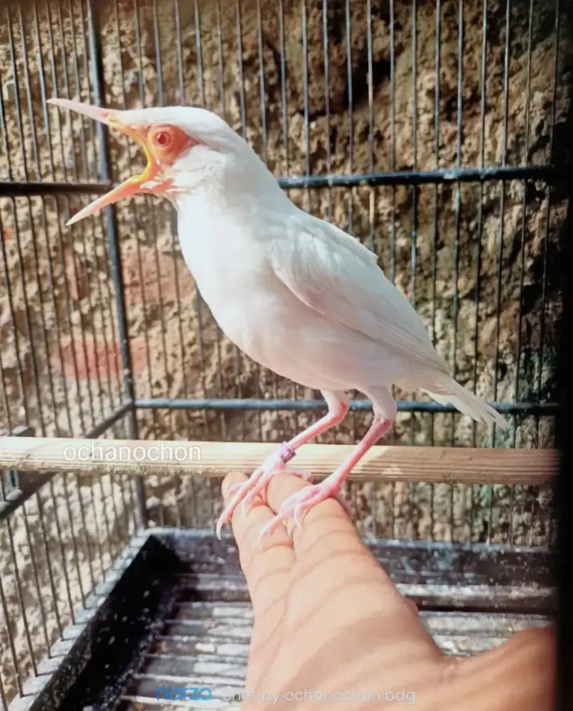 Jalak suren  anakaan