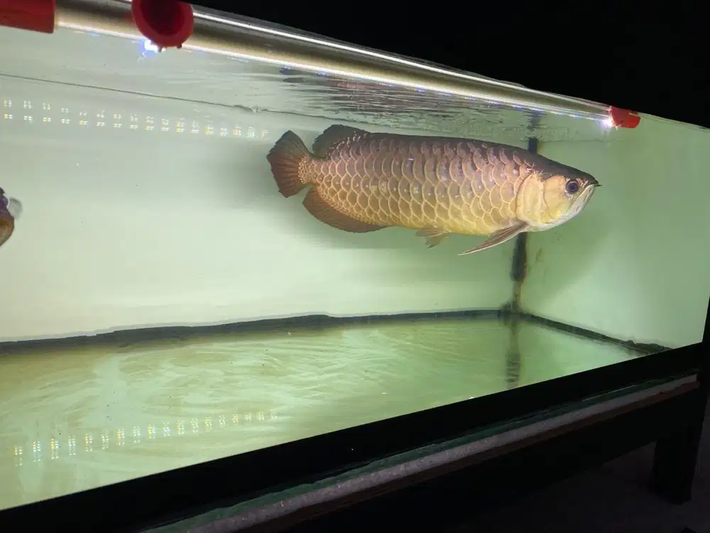 Arwana golden red HB