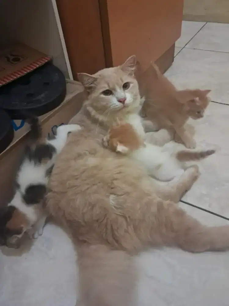 Persia Murni Bigbone Jantan