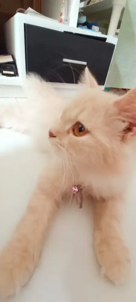 Lepas Adopt Persia Cream