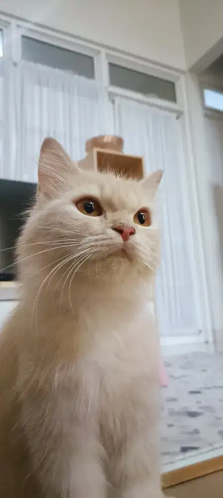 Lepas Adopt Persia Cream