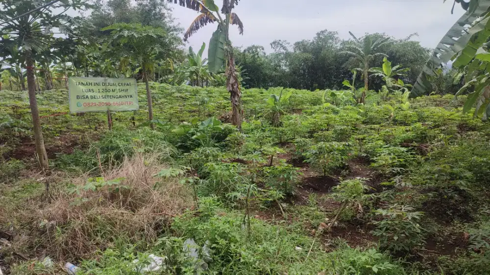 Tanah datar jalan beton dilalui Feeder Trans Smg