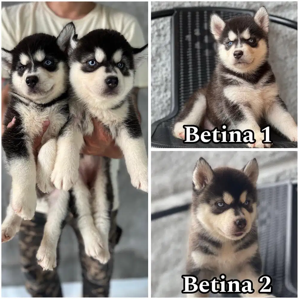 Siberian husky puppy blue eyes