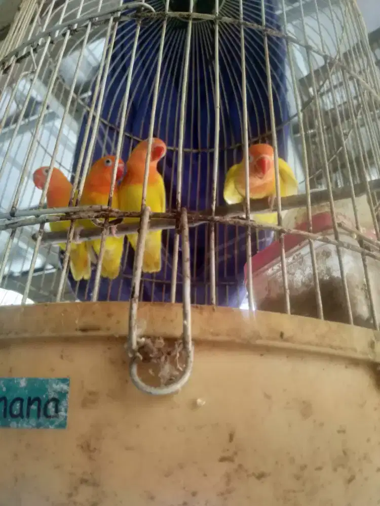 Burung Lovebird / LB Paud Murah Bandung