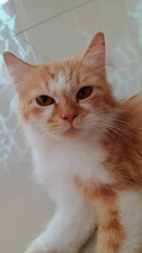 Kucing Persia mix Munchkin