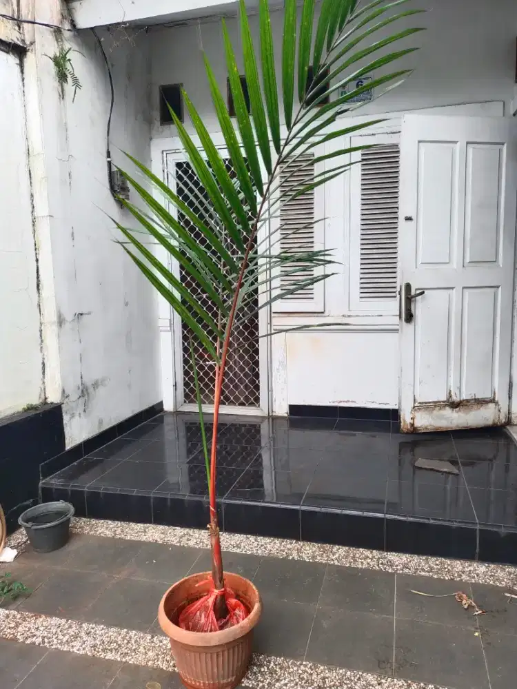 Jual palm merah