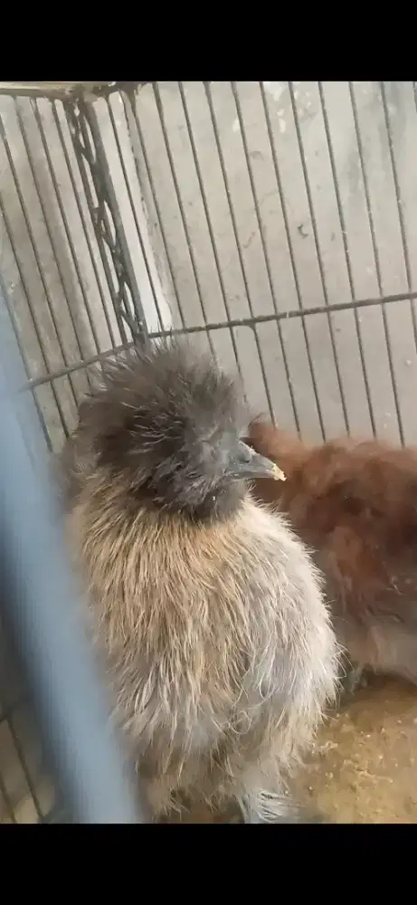 Ayam silkie warna abu dan buff red