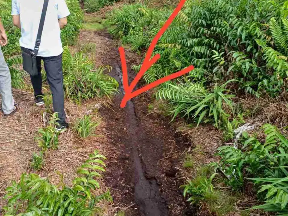 Tanah subur dekat kota Pointianak di Wajok Hulu Siantan