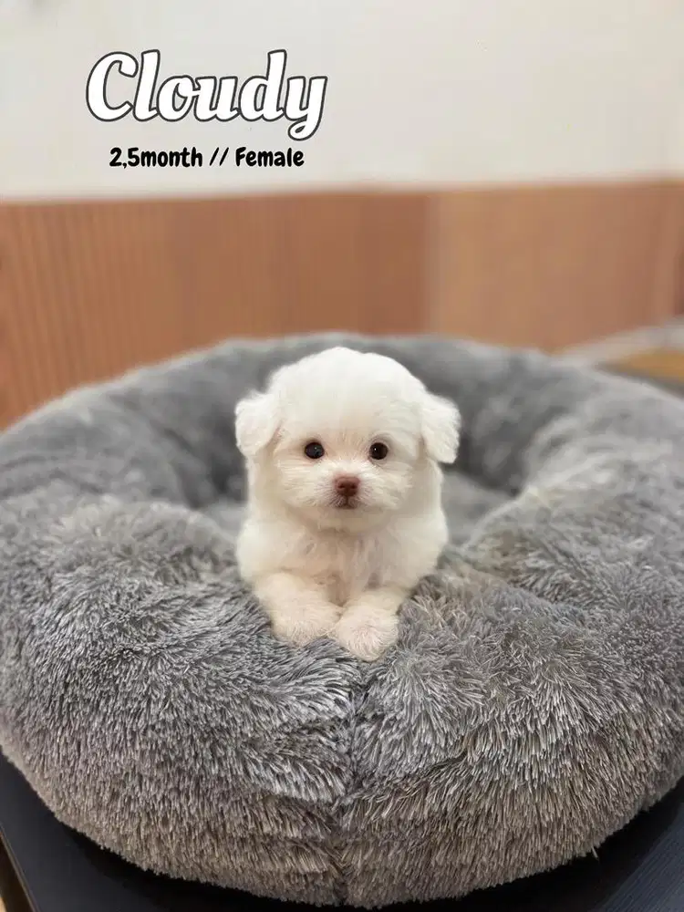 Maltipoo maltese poodle shihtzu anjing lucu maltipo maltepo minipom