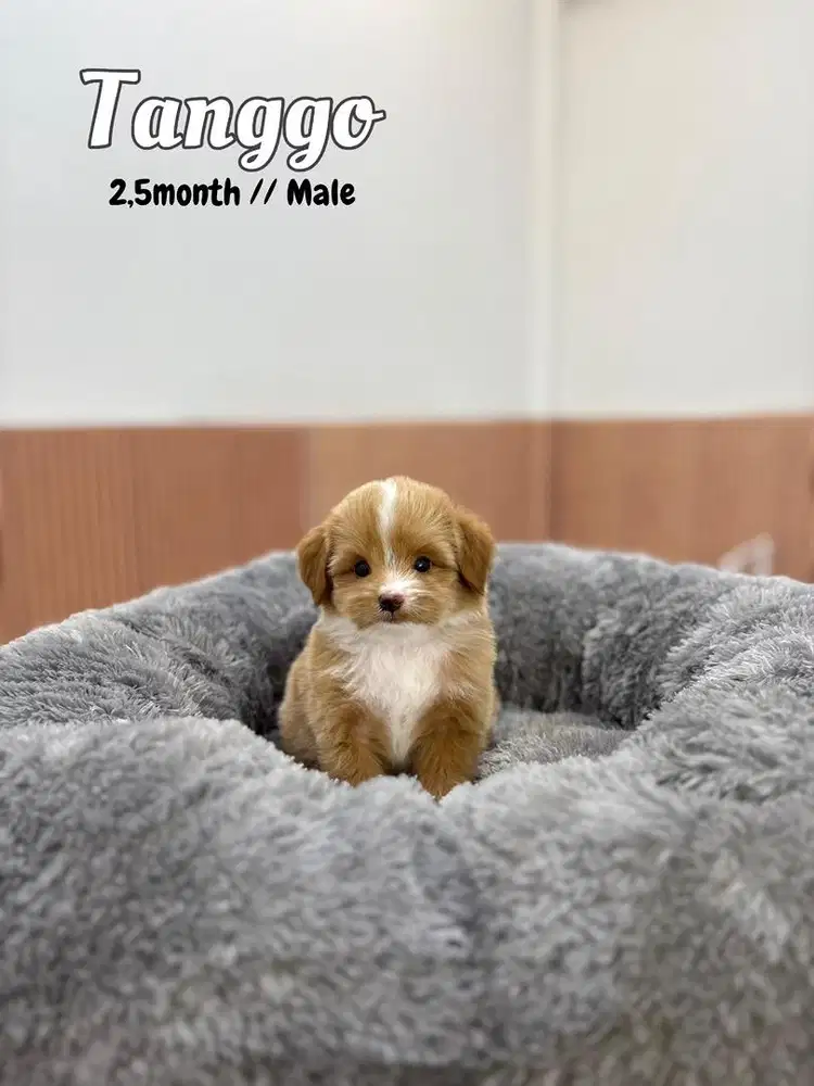 Maltipoo maltese poodle maltipu anjing lucu shihtzu minipom pudel