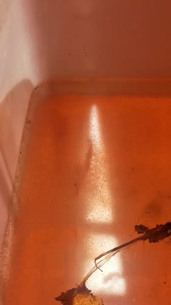 Kutu air pakan ikan hias tawar.