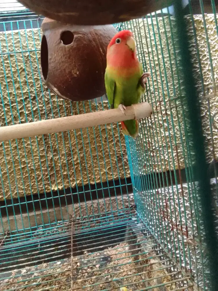 Love bird Non klep