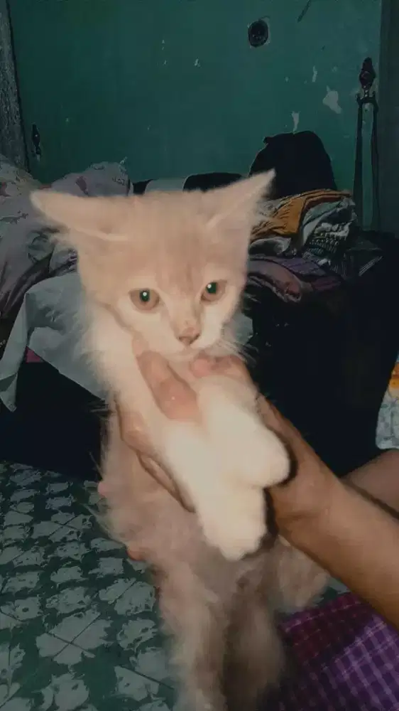 Open Adopt Anak Kucing Persia Big Bone