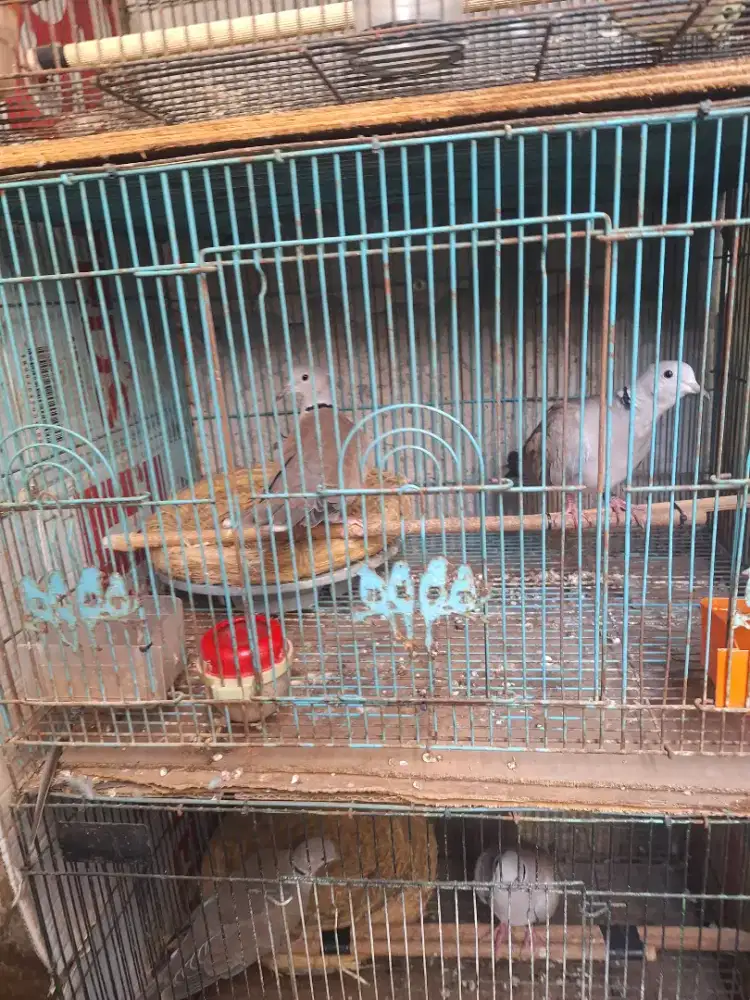 Puter pelung bukan tekukur bukan perkutut bukan kandang besi