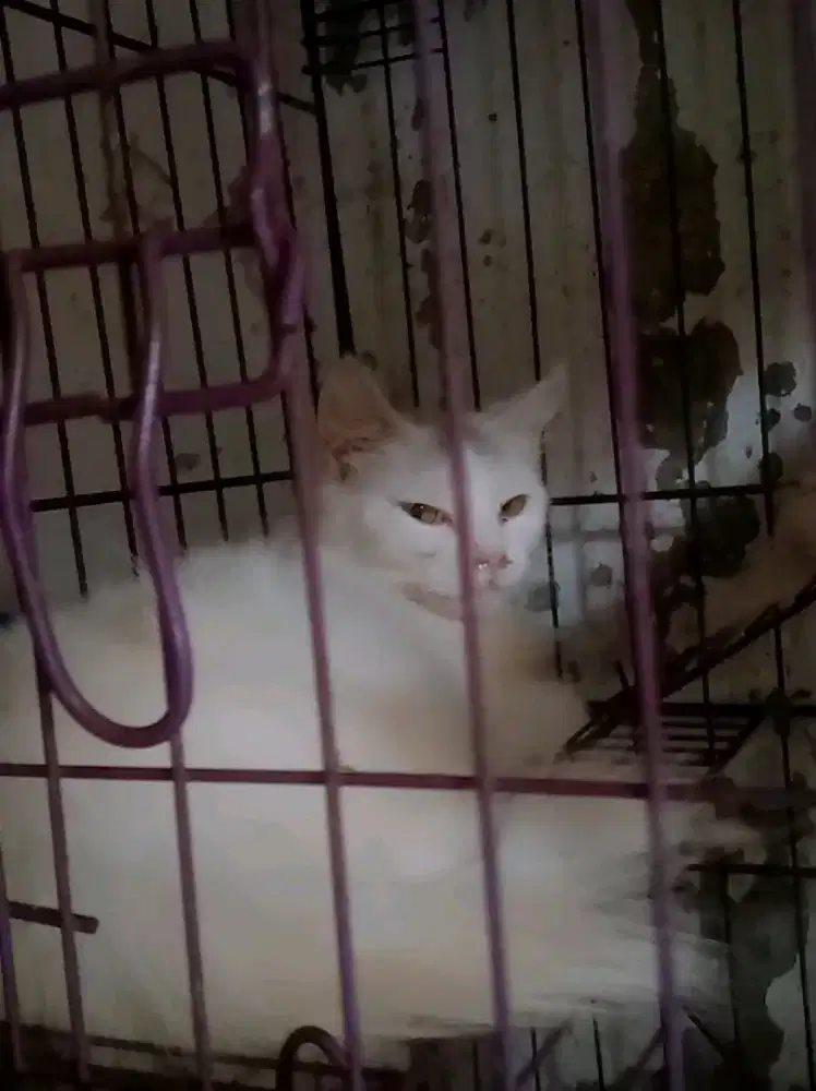 Jual Kucing Persia Medium Putih 7 Bulan Betina – Jinak & Aktif