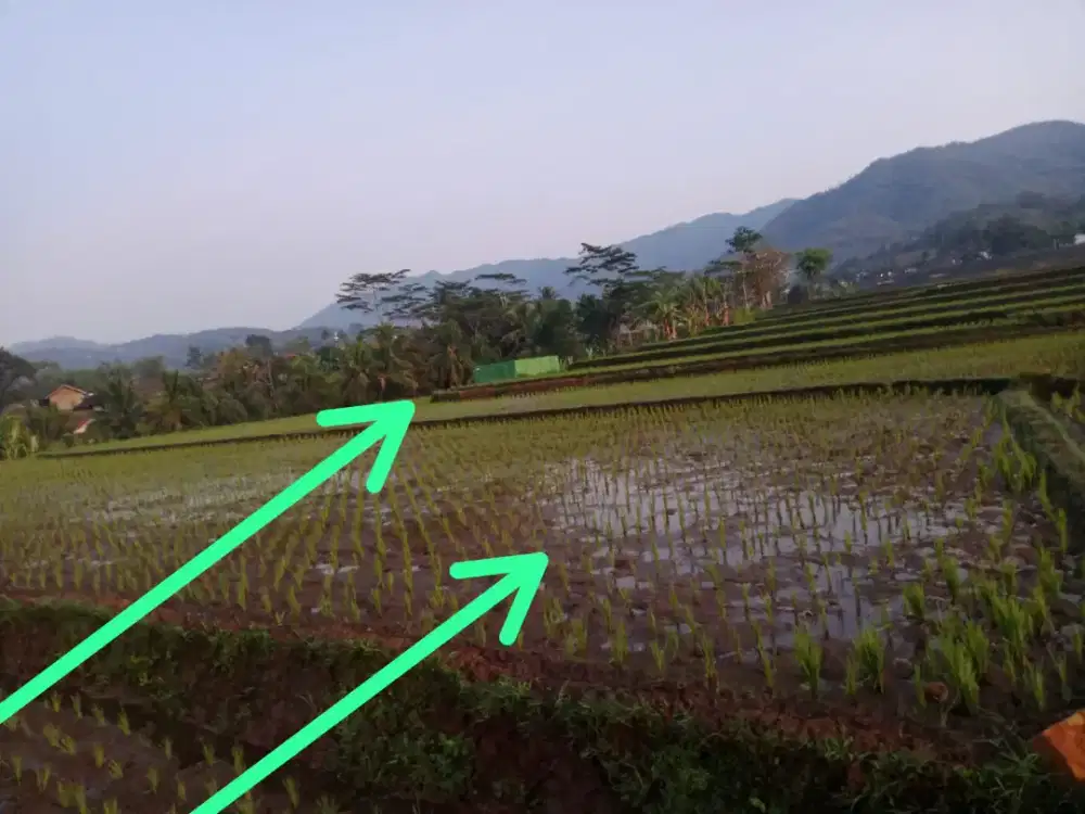 Tanah/sawah dijual 103 tumbak