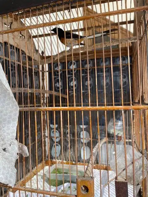 burung murai sudah bunyi pagi sore