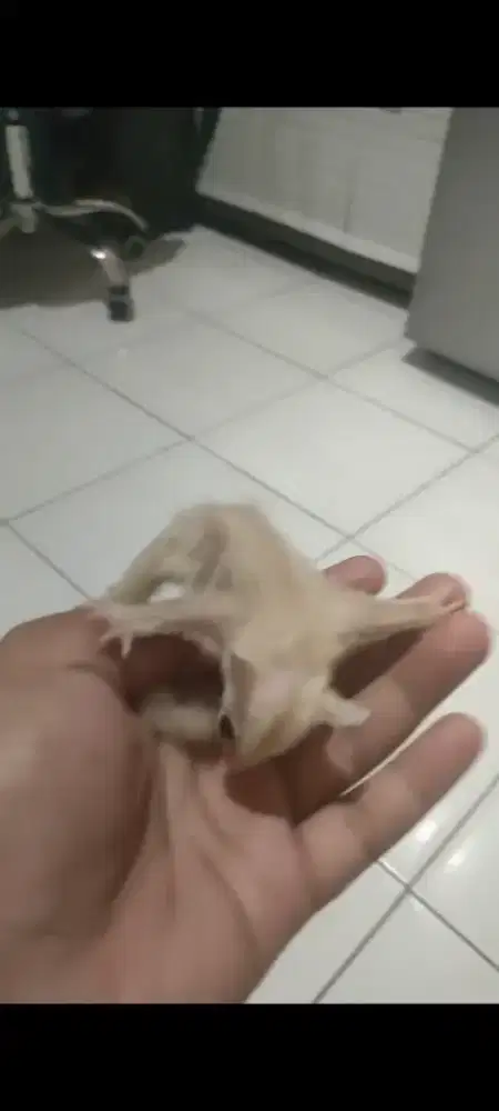 Sugar glider cremino