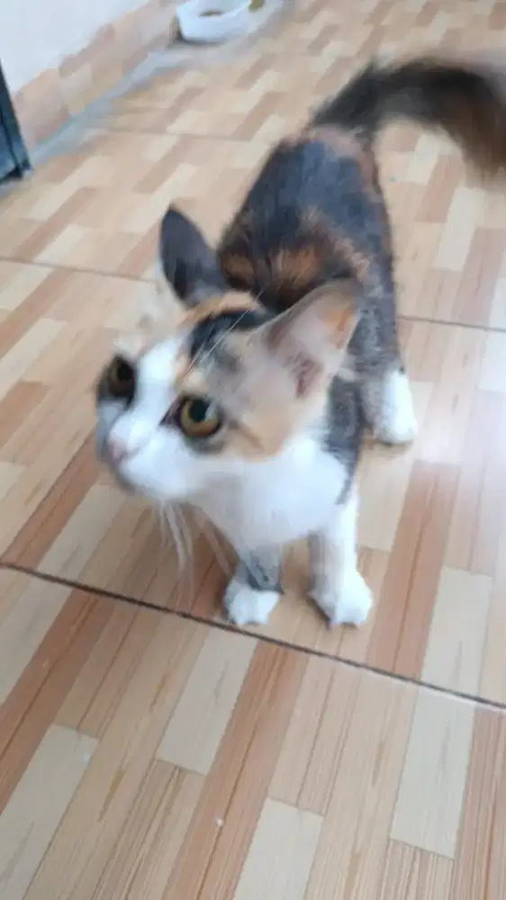 Kucing Persia biang plus anaknya