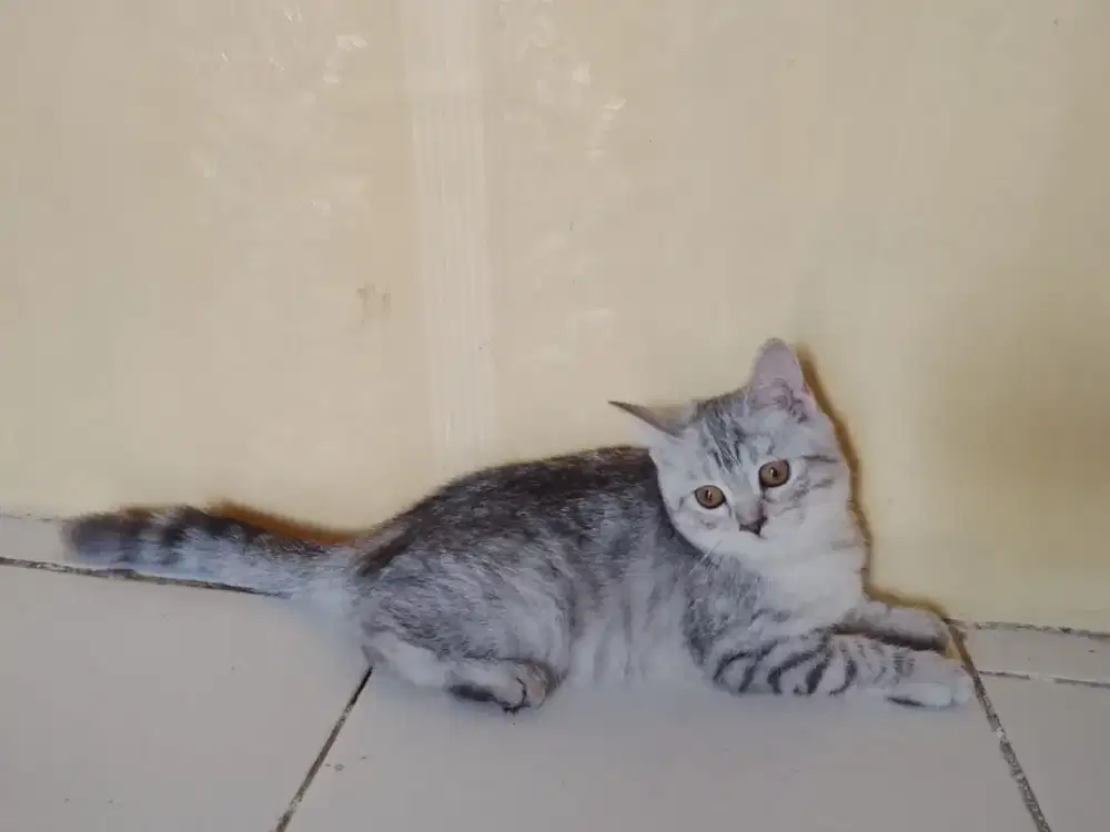 BSH BRITISH SHOR HAIR SILVER