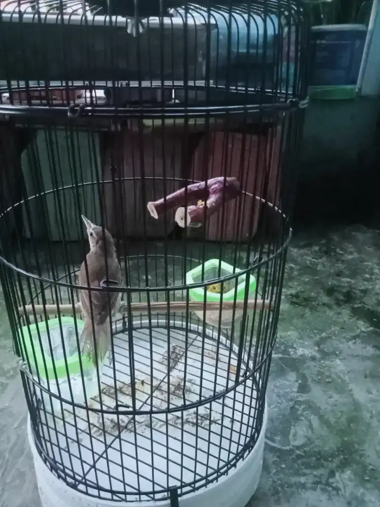 Burung kerak basi alis putih TT jg boleh