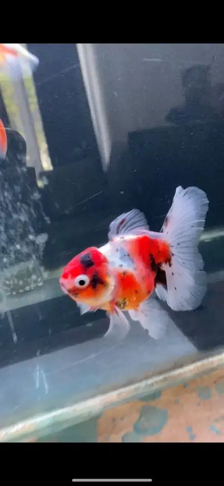 Ikan mas koki oranda, trico, pw, ost, rosetail