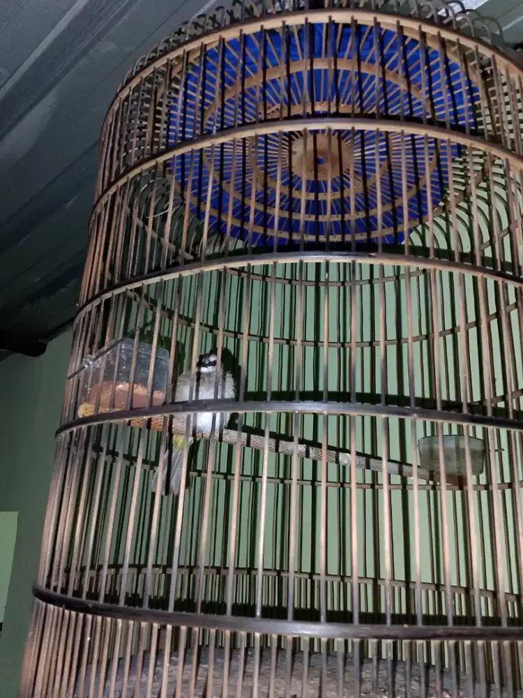 Jual santai brung cocak jowo