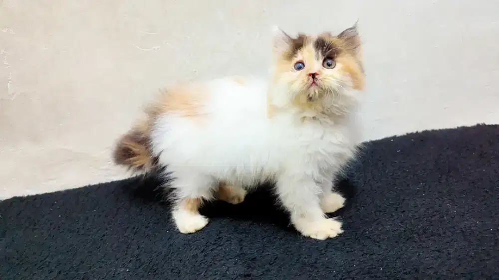 Kucing persia kitten calico